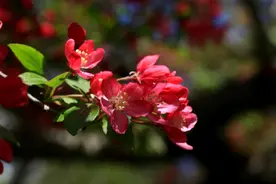 海棠·——学名：Malus spectabilis （Ait.）Borkh图片