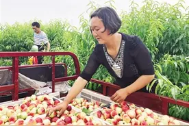 区域发展看内乡⑦：油桃红时访赤眉图片