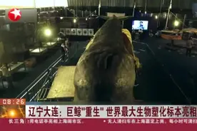 辽宁大连：巨鲸“重生”  世界最大生物塑化标本亮相视频封面