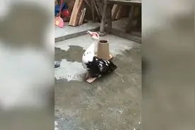 小鸭被抓，鸭妈妈急得直跺脚视频封面