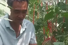 彩虹西瓜每亩收益两万余元，鱼台罗屯镇发展特色种植