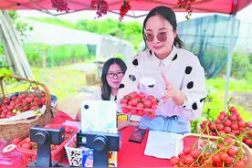 助农直播进“田间地头”1000斤小番茄一小时被抢购一空图片