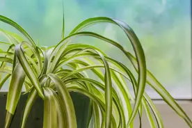 晨读丨越简单的事情，越要用心做图片