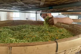 金银花也能炒制红茶？他用了啥秘方一年产值2000万图片