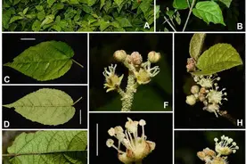 武汉植物园发现大戟科巴豆属植物新种图片