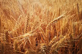 安徽涡阳小麦成熟全面收割喜获丰收图片