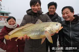 200万尾鱼苗正在野化训练，“天价”野生大黄鱼能重回百姓餐桌吗图片