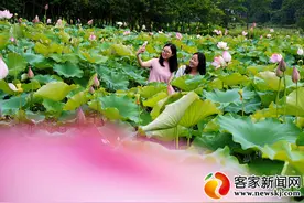 大余：云山白莲别样红图片