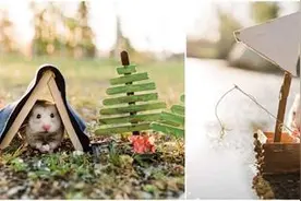 疫情期间，加拿大一只仓鼠成为社交媒体“宠儿”图片