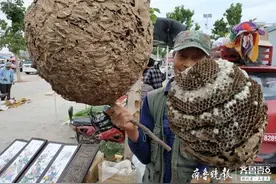 罕见巨型野蜂巢惊现济南南山仲宫大集图片