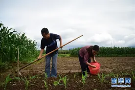 田埂间的曳步舞：用笑容给生活加点糖图片