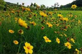 距宁波不到1h车程，一个美丽的地方！水库、花海，更有你心心念念的杨梅图片
