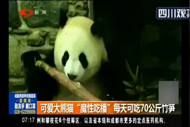 可爱大熊猫“魔性吃播”每天可吃70公斤竹笋图片