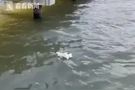 泰迪熊“不慎”落水 男子用心肺复苏救“熊”命图片