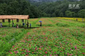 江西新余：花海经济“热”了乡村视频封面
