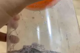 广州一居民家中现小虫，每天吐丝结茧，还越捉越多！专家支招图片