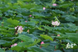 多图｜最美不过六月荷，桥头莲湖好风光图片