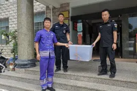 治庸 安边丨森、武警联合救助一只国家“三有”保护动物——果子狸图片