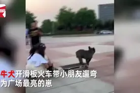斗牛犬开滑板小火车遛5个小朋友，网友：是狗子带大的没错了图片