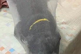 蚊帐破好多洞　见丝袜套头汪马上懂图片