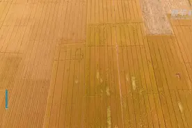 河北：3000余万亩小麦丰收在即