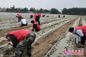 蚯蚓为苹果“供养分”，菏泽这一产业园走出有机种植新模式图片