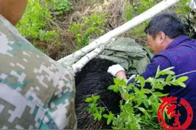 野生黑熊受困！30余人齐上阵成功解救后放生图片