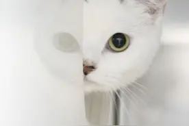 澳大利亚宠物猫走失10年后与主人终团聚 但身体状况堪忧图片