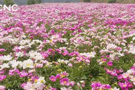 瞰中国|稷山芍药花海醉人心视频封面