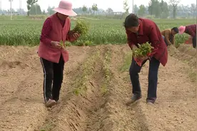 河南通许：三大扶贫基地实现脱贫致富“加速跑”视频封面