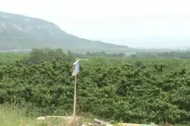 东平县梯门镇西沟流村：樱桃树结出致富果，带动产业兴图片
