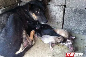 长沙人 此条链接转给你身边养狗的朋友吧图片