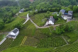 巴东茶韵视频封面