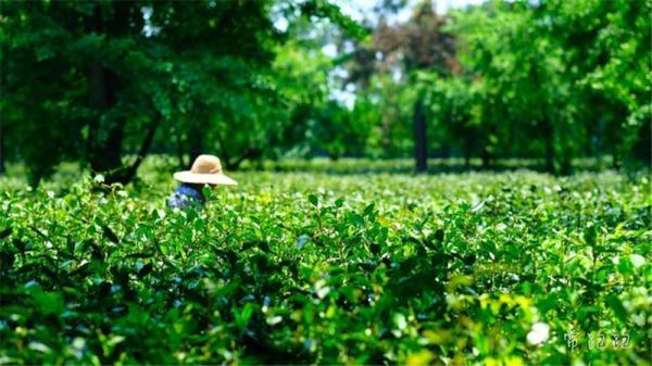 江浙沪最低调的常熟 内涵奢华宜居宜游欠吹捧