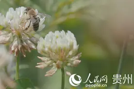贵州务川：书记县长齐上阵，为务川蜂蜜代言图片