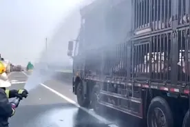 天太热生猪口吐白沫，消防喷水枪淋浴降温视频封面