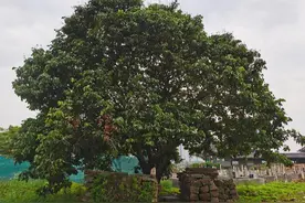 万万没想到，浙江这个地方藏着一片荔枝园，味道还特别好，还有纬度更北的荔枝吗？图片