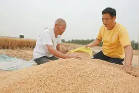 乡村见闻 | 翁婿种田擂台赛图片