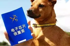 携带宠物出入境指南图片