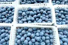 「牢记嘱托 落实“四个扎实”」危中求机 青岛西海岸新区小蓝莓成了“网红”大产业图片