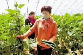 小黄瓜如何闯出20亿大市场图片