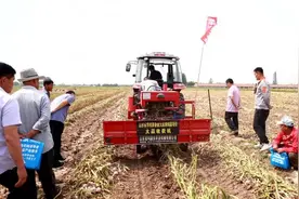 东营广饶：大蒜机械收获“比武打擂”图片