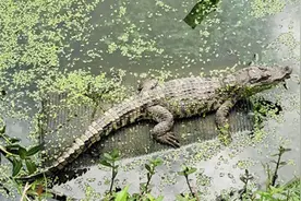 偶遇鳄鱼怎么办？别打扰，打野生动物救助电话图片