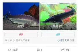 获刑1年，罚金4万！长三角首例猎杀中华鲟案宣判图片