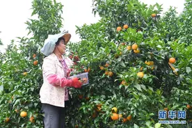 福建永春：发展特色农业 助推乡村振兴图片