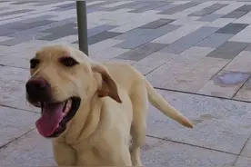 拉布拉多犬“离家出走”，地铁警察蜀黍喊你来认领图片