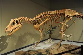 三角洲奔龙：超速杀手还是呆萌吃货？图片