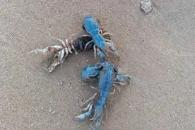 烟台海边“蓝色皮皮虾”是什么品种？市海洋与渔业局回复了图片
