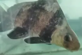 松江一农场主发现自家龙虾塘里来了这货……图片