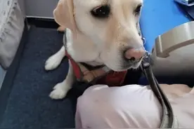 合肥一航班迎来特殊“旅客”合肥首批导盲犬爱薇陪主人坐飞机图片